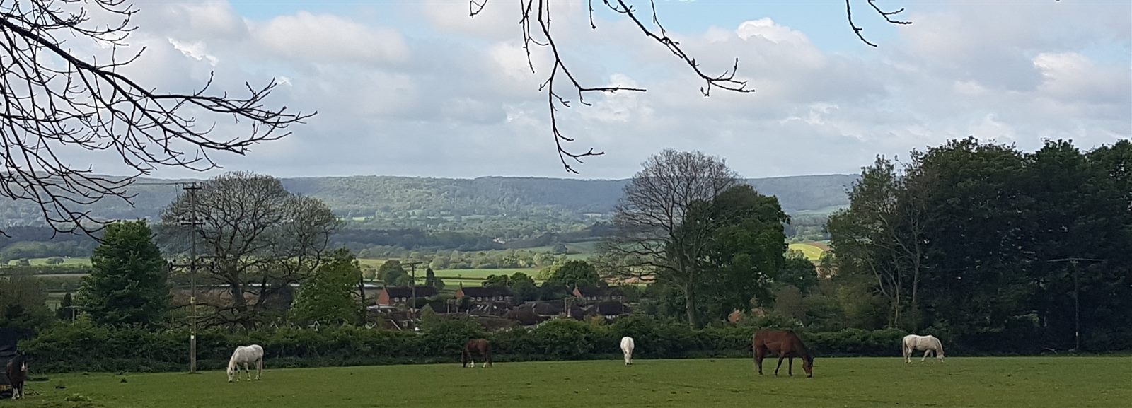 Horses grazing in the South Downs